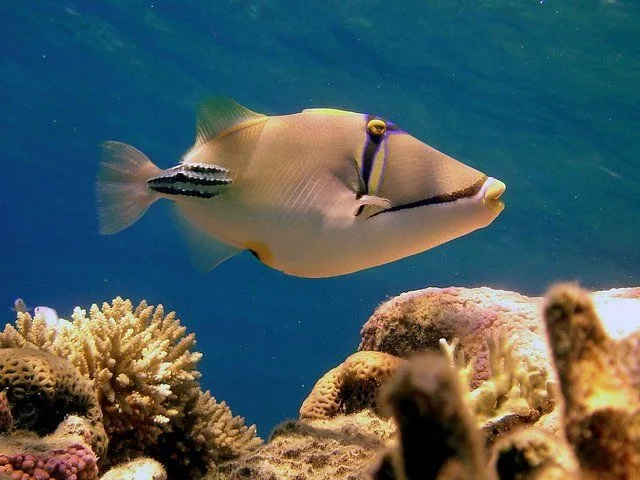Ras Mohammed Bus Tour: Mangroves, Magic Lake & Reef in Sharm El Sheikh — experience image 26 of 31
