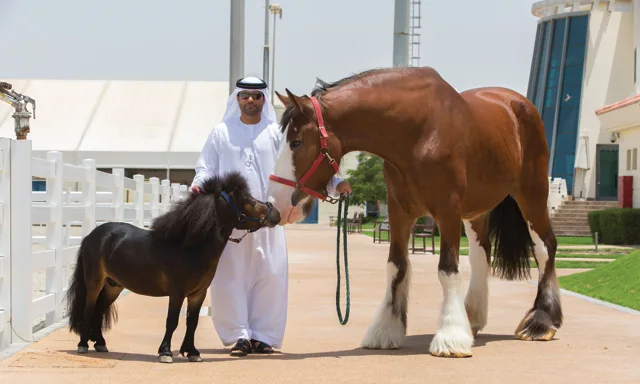 Al Forsan Pony Ride Abu Dhabi: Children’s Riding Session in Abu Dhabi — experience image 2 of 2