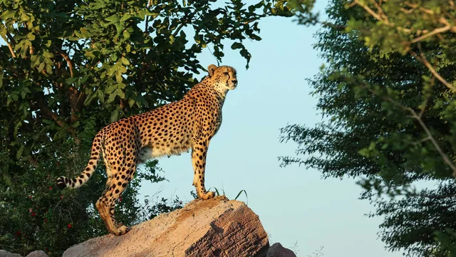 Al Ain Zoo Tickets: General Admission, Safari Truck & Private SUV in Al Ain — experience image 17 of 23