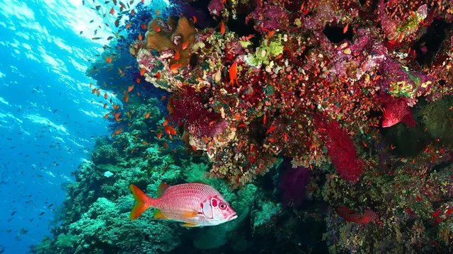 Ras Mohammed & White Island Snorkeling Tour from Sharm in Sharm El Sheikh — experience image 11 of 41