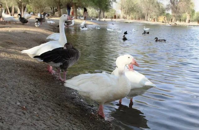 Private Morning Desert Safari Dubai with Wildlife & Al Qudra Lakes in Dubai — experience image 4 of 18