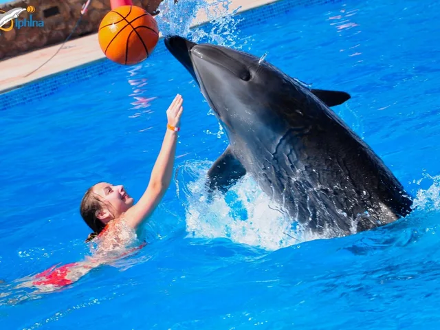 Sharm El Sheikh Dolphin Show Ticket Enquiry in Sharm El Sheikh — experience image 6 of 17