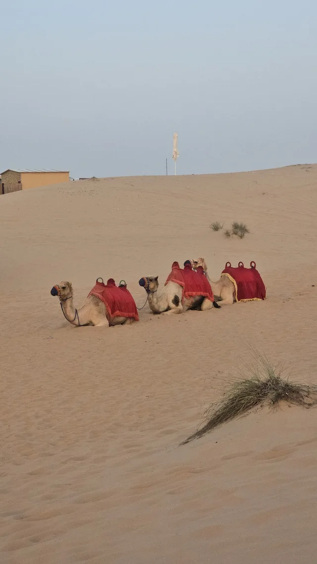 Abu Dhabi Evening Desert Safari with BBQ Dinner & Shows in Abu Dhabi — experience image 4 of 19