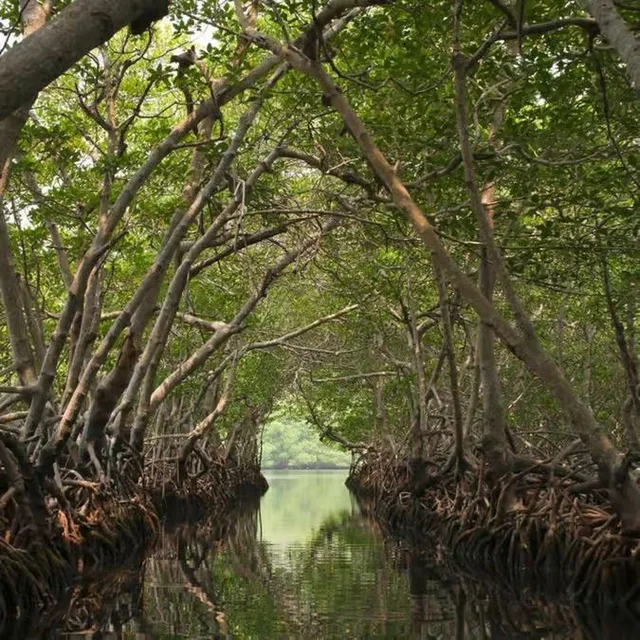 Al Thakira Mangrove Kayaking Tour from Doha in Doha — experience image 8 of 11