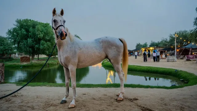 Al Marmoom Horse Riding Dubai with Oasis Visit & Refreshments in Dubai — experience image 8 of 11