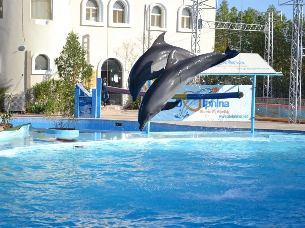Sharm El Sheikh Dolphin Show Ticket Enquiry experience in Sharm El Sheikh