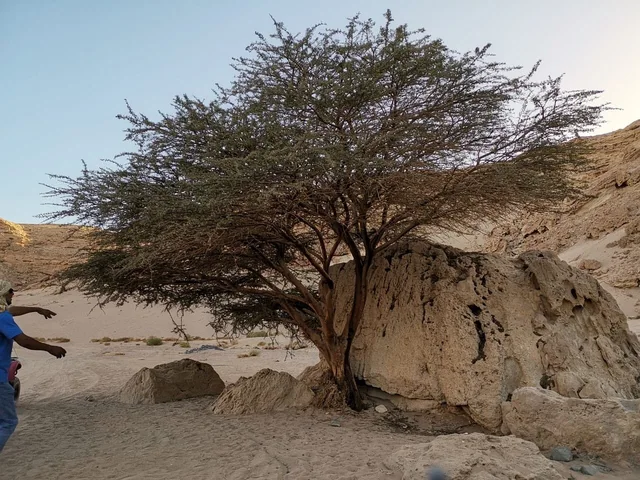 Taba Quad Bike Safari: Desert Tracks & Tea in Taba — experience image 20 of 22