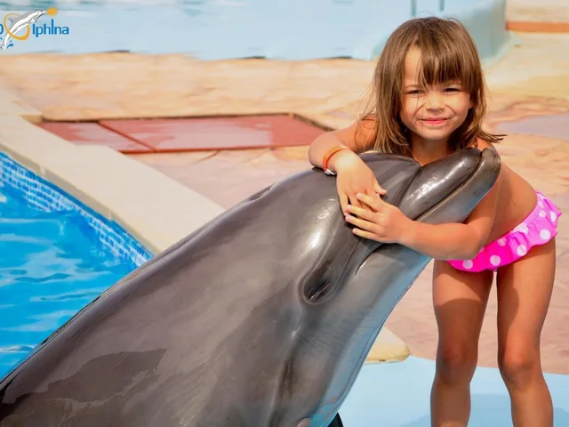 Sharm El Sheikh Dolphin Show Ticket Enquiry in Sharm El Sheikh — experience image 16 of 17