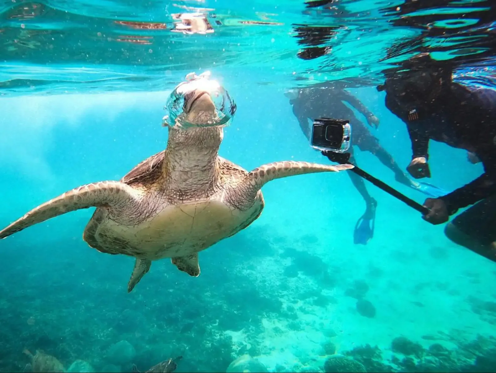 A sea turtle and snorkellers underwater