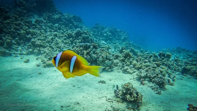 Ras Mohammed & White Island Snorkeling Tour from Sharm in Sharm El Sheikh — experience image 31 of 41
