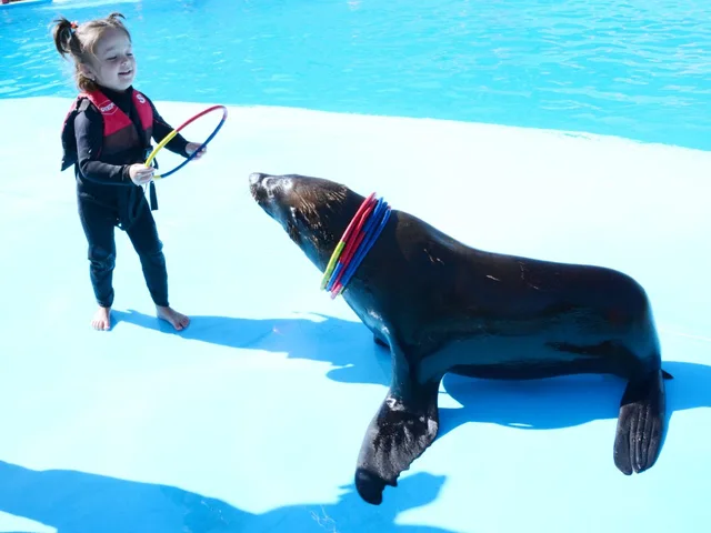 Sharm El Sheikh Dolphin Show Ticket Enquiry in Sharm El Sheikh — experience image 13 of 17