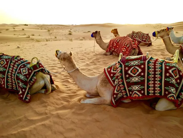Doha Desert Safari with Quad Bike, Camel Ride & Inland Sea in Doha — experience image 5 of 15