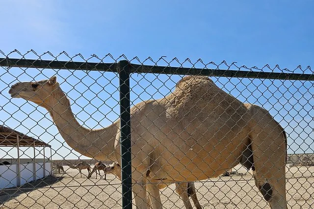 Bahrain City & Desert Highlights Tour from Manama: 4 Hours in Manama — experience image 20 of 22