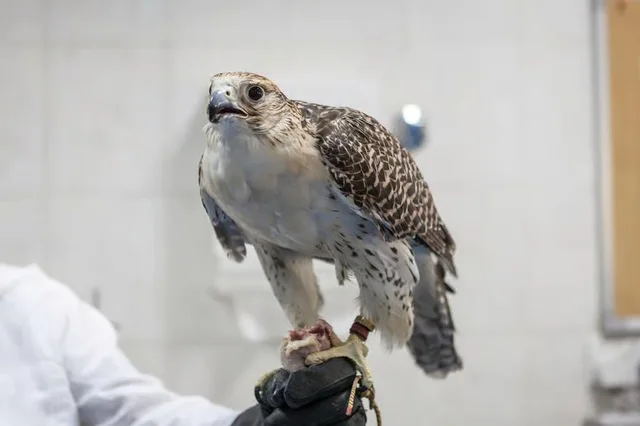 Abu Dhabi Falcon Hospital Tour with Hotel Transfers in Abu Dhabi — experience image 3 of 5