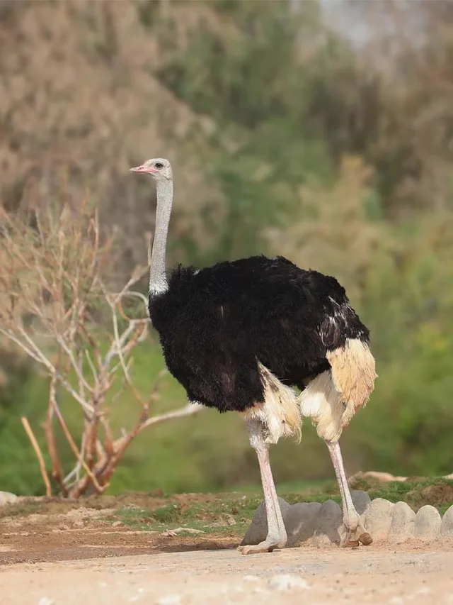 Al Ain Zoo Tickets: General Admission, Safari Truck & Private SUV in Al Ain — experience image 12 of 23