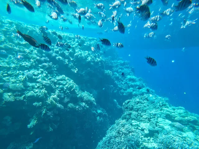Sharm Sea Scope Semi-Submarine Reef Viewing Tour in Sharm El Sheikh — experience image 2 of 11