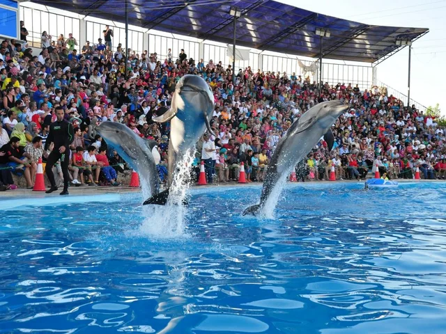 Sharm El Sheikh Dolphin Show Ticket Enquiry in Sharm El Sheikh — experience image 15 of 17