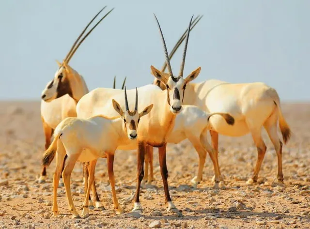Private Morning Desert Safari Dubai with Wildlife & Al Qudra Lakes in Dubai — experience image 3 of 18
