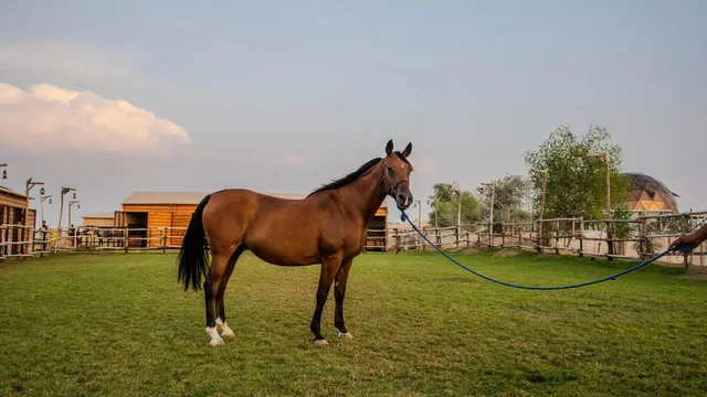 Al Marmoom Horse Riding Dubai with Oasis Visit & Refreshments in Dubai — experience image 7 of 11