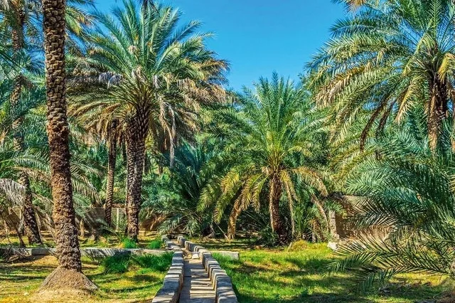 Al Ain City Tour: Oasis, Al Jahili Fort & Jebel Hafeet in Al Ain — experience image 5 of 13