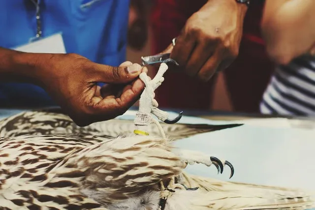 Abu Dhabi Falcon Hospital Tour with Hotel Transfers in Abu Dhabi — experience image 4 of 5