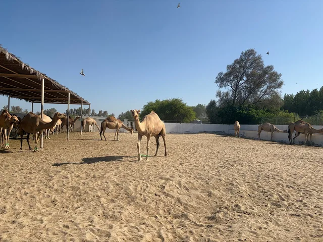 Bahrain City & Desert Highlights Tour from Manama: 4 Hours in Manama — experience image 19 of 22