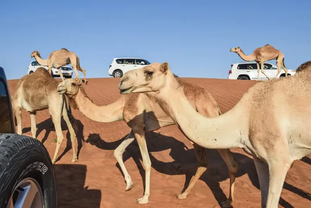 Dubai Red Dunes Desert Safari: Camel Ride & Sandboarding in Sharjah — experience image 4 of 24