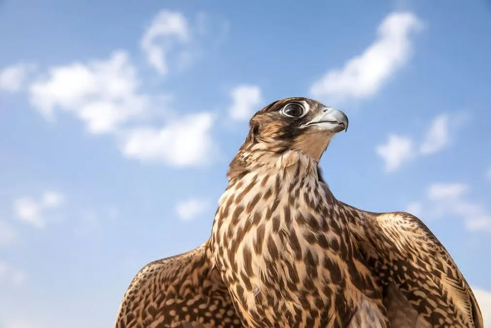 Abu Dhabi Falcon Hospital Tour with Hotel Transfers experience in Abu Dhabi