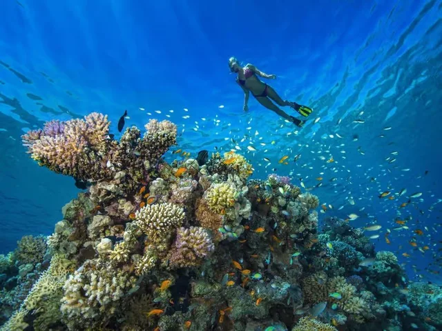 Discover Scuba Diving Dubai: Beginner Shore Dive with Instructor in Dubai — experience image 5 of 6