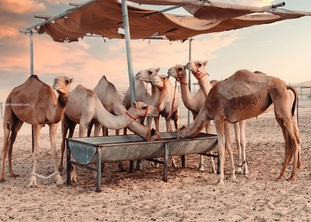 Private Abu Dhabi Desert Dinner: Sunset Dunes & BBQ for Up to Four in Al Ain — experience image 8 of 12