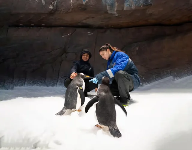 SeaWorld Abu Dhabi Tickets: Single-Day General Admission in Abu Dhabi — experience image 15 of 19