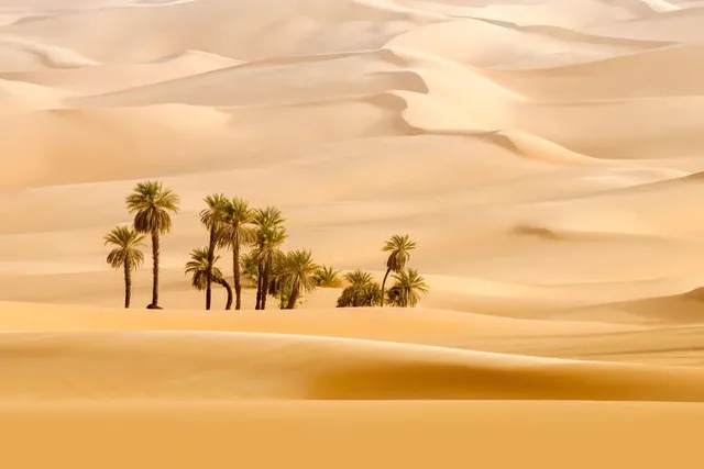 Abu Dhabi Morning Desert Safari with Quad Bike & Sandboarding in Abu Dhabi — experience image 6 of 16
