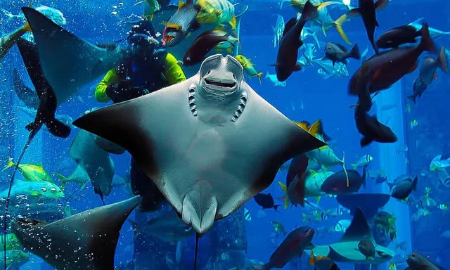 Dubai Aquarium & Underwater Zoo Tickets: Silver, Gold & Encounters in Dubai — experience image 14 of 14